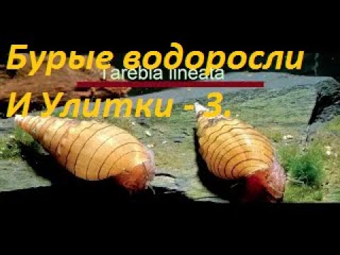 Видео: Бурые водоросли VS Аквариумные Улитки. Раунд 3