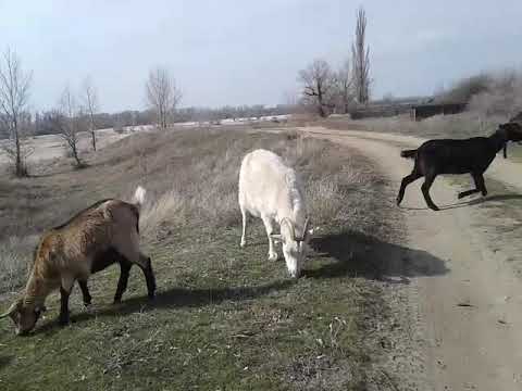 Видео: В каком возрасте покупать козу?🐐