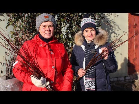 Видео: Как заготовить и хранить черенки для прививки