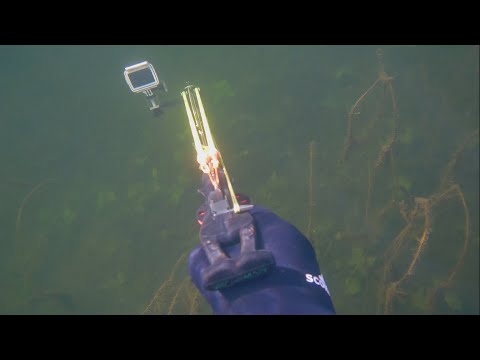 Видео: ПОДВОДНАЯ ОХОТА в октябре на малых реках с арбалетом КУРЬЁЗНЫЙ ВЫСТРЕЛ