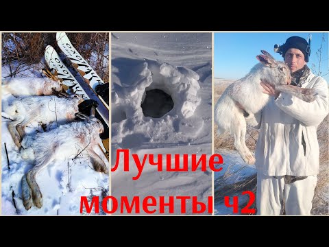 Видео: Охота на зайца 24-25г. Только выстрелы, лучшие моменты сезона 2ч.