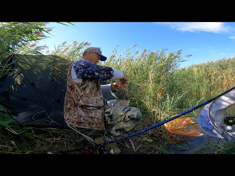 Видео: РЫБАЛКА на ПОПЛАВОК !!! РЫБАЛКА на ДОНКУ!!! САЗАН"КАРАСЬ"ВОБЛА"ЗМЕЕГОЛОВ"ЛЕЩ.
