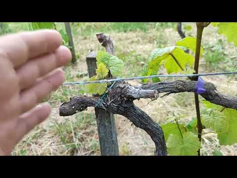 Видео: Востановление виноградника.