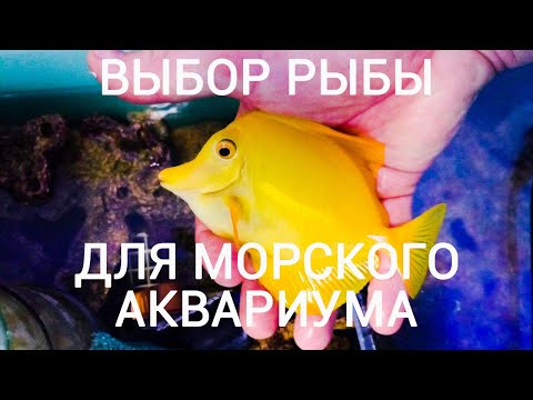 Видео: Выбор рыбы для морского аквариума. В гостях у  Андрея Артемьева.