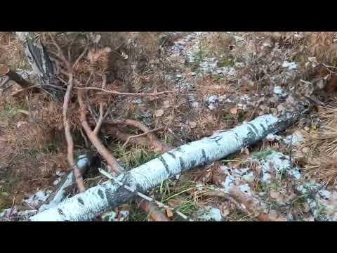 Видео: Первый выход на зайца по чернотропу .Осень 2024 год