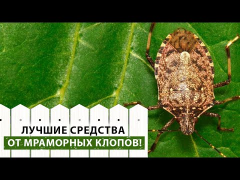 Видео: ВНИМАНИЕ! Мраморный клоп! Чем опасен и что делать, если он завелся на вашем участке?