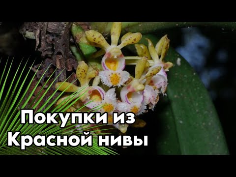 Видео: Обзор покупок из «Красной нивы» || Пополнение коллекции ☺️