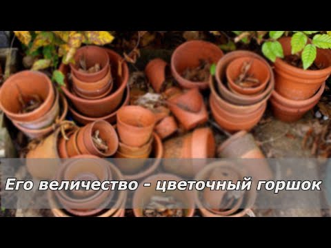 Видео: Выбор правильного горшка для комнатного растения -  залог успешного выращивания и пышного цветения.