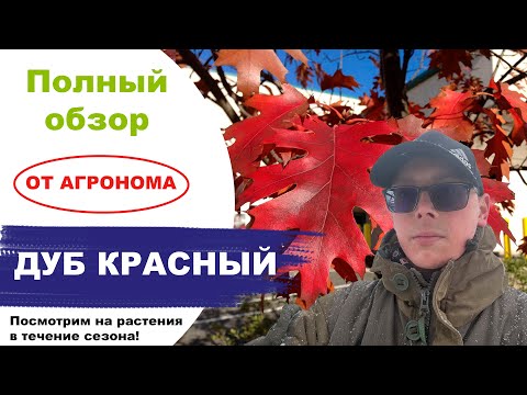 Видео: Дуб красный. Обзор от агронома Егорьевского питомника Никитенко Александра