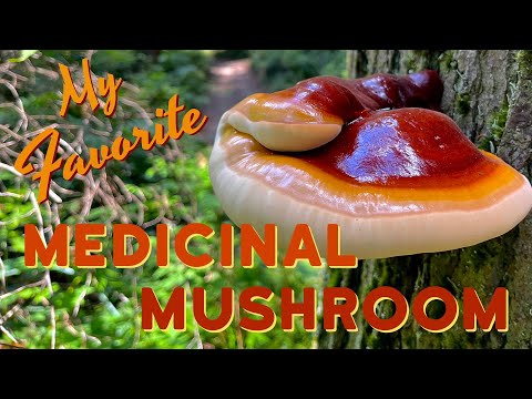 Видео: Гриб рейши — рейши (Ganoderma oregonense) с западного побережья США. Американский линчжи