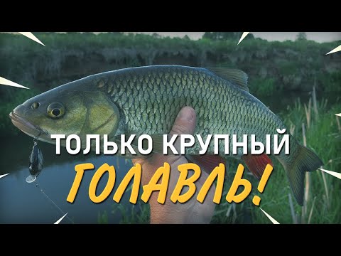 Видео: Только крупный голавль! Практика ловли с Валерием Сикиржицким. Выпуск 44