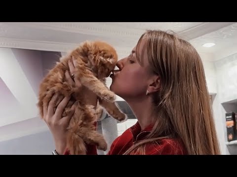 Видео: Мэлвин едет к новой мамочке😍🐱 #хиврята5#cat#новыйдом#kitten#