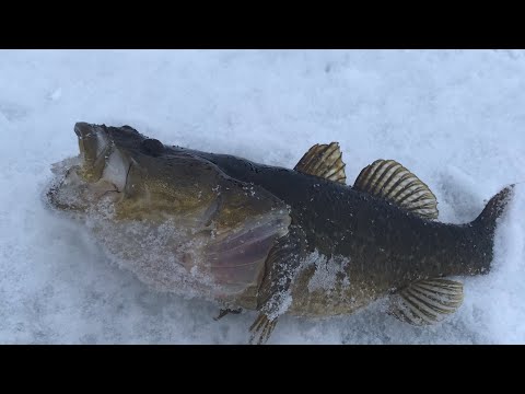 Видео: ЗА 3 ЧАСА 6 КГ БЕШЕНОГО КЛЁВА КРУПНОГО РОТАНА. СЕЗОН 2020 ОТКРЫТ