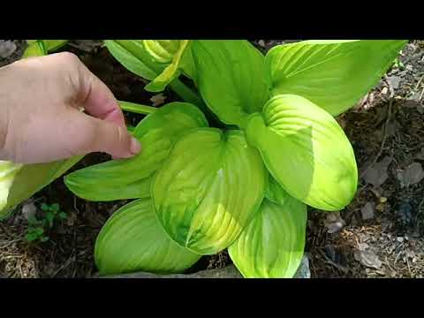 Видео: Хосты в августе, сорта