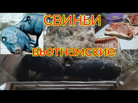 Видео: ВСЕ О ВЬЕТНАМСКИХ СВИНЬЯХ/ВЫГОДНО ИЛИ НЕТ