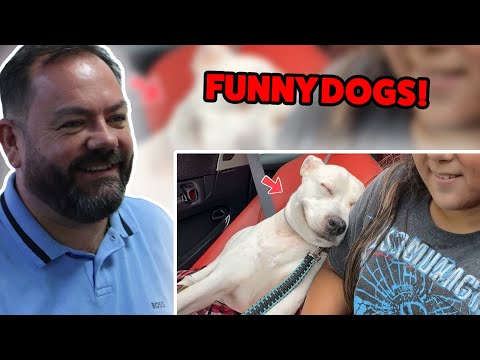 Видео: Реакция БРИТАНЦЕВ на самые смешные видео с собаками в Интернете 🤣🐶 НОВЫЕ смешные видео с собаками