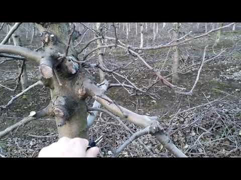 Видео: Стан саду після зимівлі та основне про обрізку яблуні