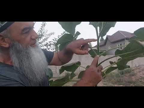 Видео: Хатоги дар буриши дарахти,,ПАВЛОНИЯ,,