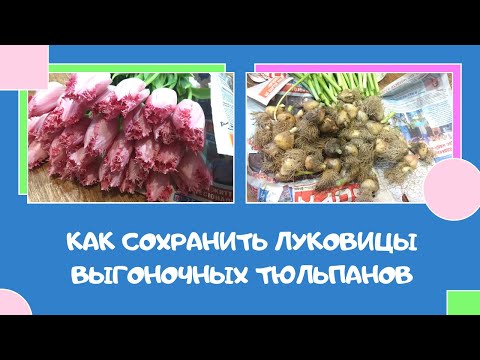 Видео: Что делать с луковицами выгоночных тюльпанов?  Как сохранить?