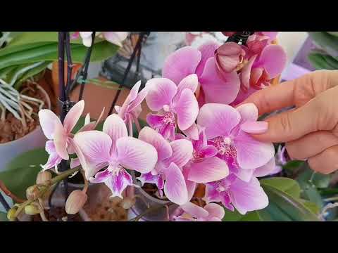Видео: Показываю что получилось | Бутоны ЕСТЬ. Бутонов НЕТ. Новые орхидеи адаптируются по-разному