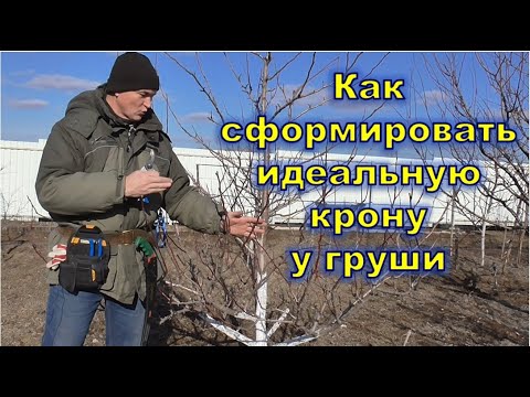 Видео: Как сформировать идеальную крону у груши