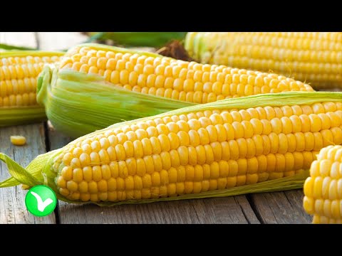 Видео: КУКУРУЗА нужна всем!!! Польза и вред кукурузы для здоровья организма человека.