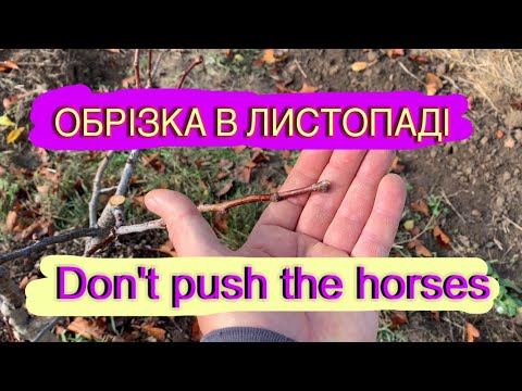 Видео: ОБРІЗКА САДУ В ЛИСТОПАДІ