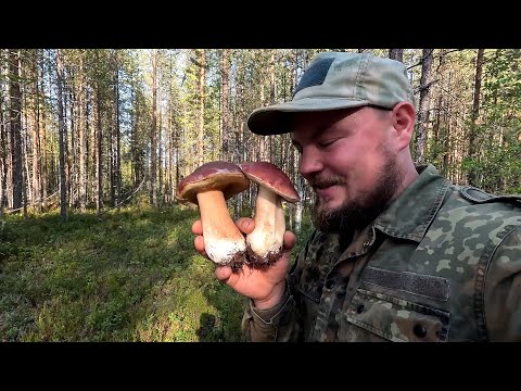 Видео: СБОР ГРИБОВ НА СЕВЕРЕ ФИНЛЯНДИИ. МНОГО ГРИБОВ. ЦЕЛЫЕ КОРЗИНЫ ВКУСНЫХ ГРИБОВ. БЕЛЫЕ ГРИБЫ