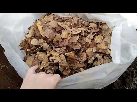 Видео: Мультифлора в условиях Урала Март 2019