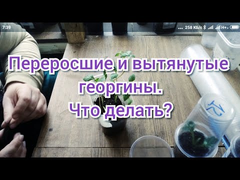 Видео: Что делать с переросшими и вытянутыми георгинами. Как полить черенки.