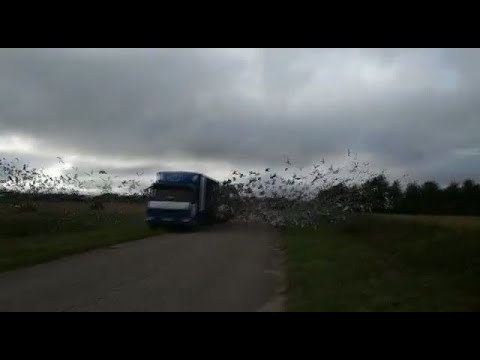 Видео: Сдача на 15 и 3 соревнование Яковлево, 03.08.2019