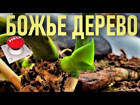 Видео: НАСТОЙ ПОЛЫНИ ЛЕКАРСТВЕННОЙ - БОЖЬЕ ДЕРЕВО ДЛЯ ОРХИДЕЙ! БЫСТРОЕ ЛЕЧЕНИЕ ОРХИДЕЙ ПРИРОДНЫМ МЕТОДОМ!