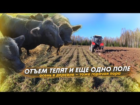 Видео: Отъем телят осенью 2024. Успели вспахать еще одно поле!