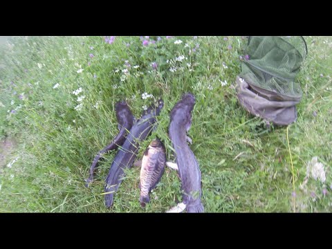 Видео: Ловлю сома. Пруд Пионерский.  Получаю адреналин. Fishing for catfish.