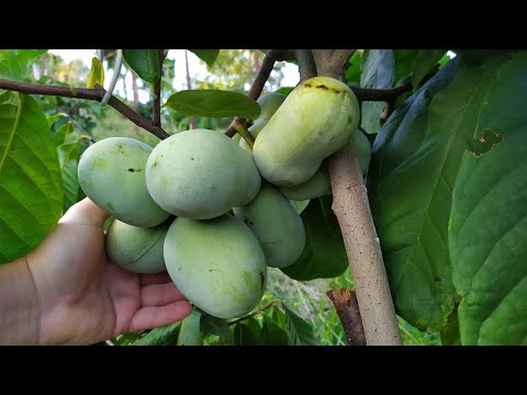 Видео: 2023. Плоди 5 сортів азиміни (сигналки)