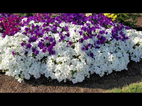 Видео: Петунии. Когда нужно сеять рассаду. Какого размера должны быть горшки. Сколь удобрение вносить.