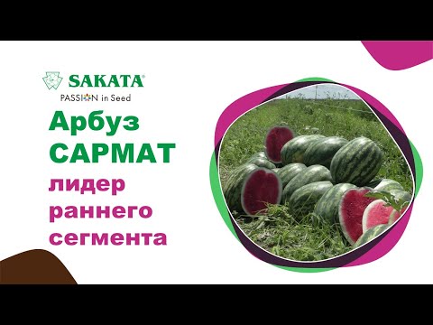 Видео: Ранний арбуз САРМАТ F1, отзывы бахчеводов #семенаарбуза #раннийарбуз #арбузсармат