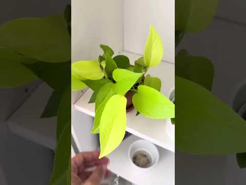 Видео: Обзор растений в спальне🌿🫶🏼!