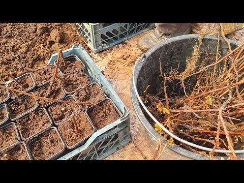 Видео: Маравилла, из ОКС доращиваем ЗКС.