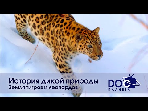 Видео: История дикой природы - Фильм 1. Земля тигров и леопардов - Документальный фильм
