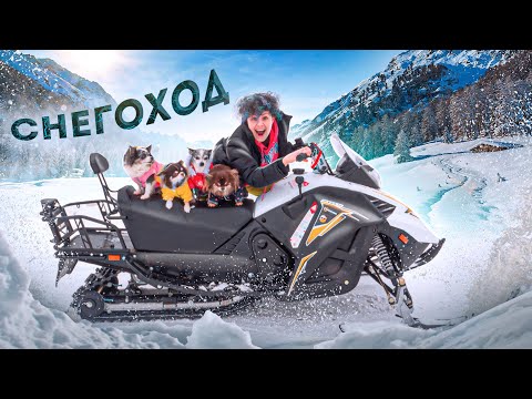 Видео: УЧУ СОБАК ЕЗДИТЬ НА СНЕГОХОДЕ ПЕРВЫЙ РАЗ! КУПИЛА СНЕГОХОД - ПЕРВЫЙ УРОК СОБАК ПО СНЕГУ