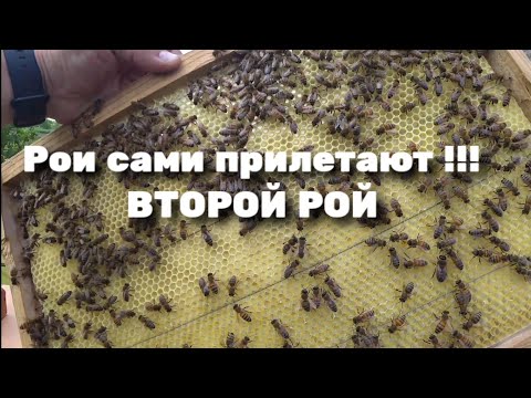 Видео: Рои сами прилетают !!! ВТОРОЙ РОЙ