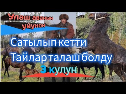 Видео: тайлар талаш болду кетти баары