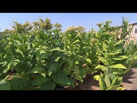 Видео: самое лучшее удобрение для табак