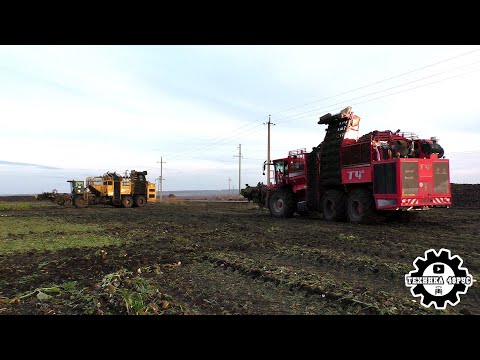 Видео: Комбайны Ropa Tiger 5 и Holmer TerraDos T4-40. Уборка сахарной свёклы в Елецком районе
