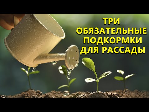 Видео: Три обязательные подкормки для рассады, без которых не обойтись!