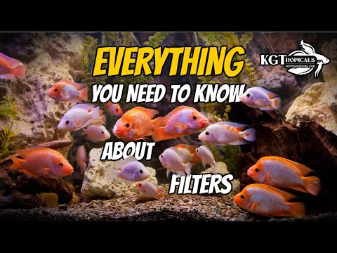Видео: Объяснение фильтров для аквариума: хорошие, плохие и ужасные
