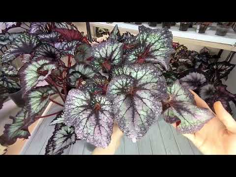 Видео: Детки бегоний на 02.08.24г.