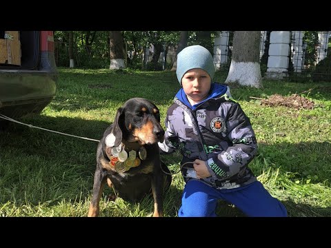 Видео: Хмельницька обласна виставка мисливських собак 2025