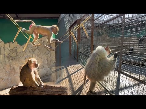 Видео: Елисей оберегает Люсю, защищает от макак! Лида испугалась вертолета! Феня жалуется на нас Вене!